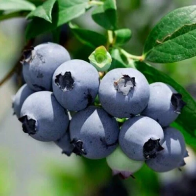 Голубика СИЕРРА в Череповце