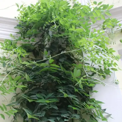 Глициния макростахия БЛЮ МУН в Череповце