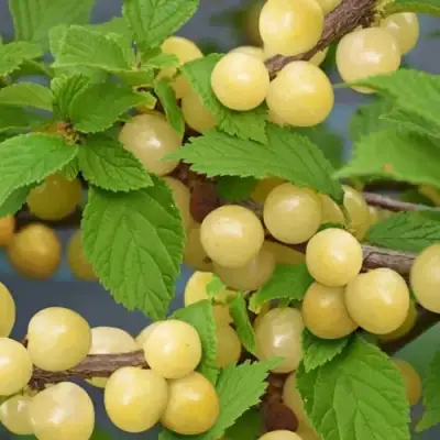 Вишня СНЕВИТ войлочная в Череповце