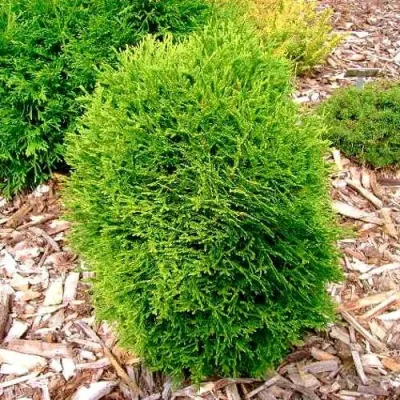 Туя ВОТЕРФИЛД западная в Череповце