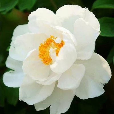 Пион ЛЕТНИЙ ДВОРЕЦ древовидный в Череповце