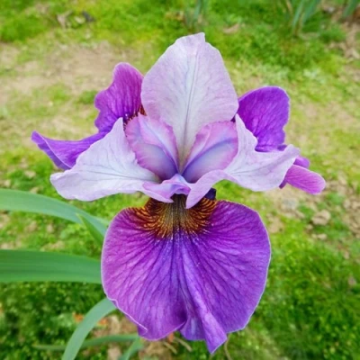 Ирис ЛАЙТ ОВ ХАРТ сибирский в Череповце