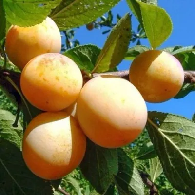 Слива ВАШИНГТОН в Череповце