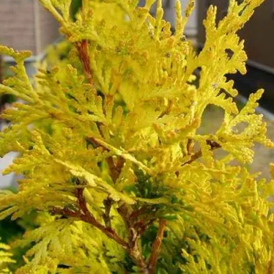 Туя ЕВРОПА ГОЛД западная в Череповце