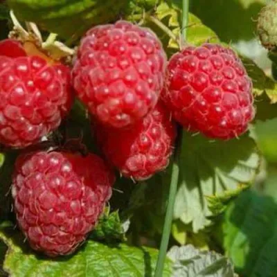 Малина ПРИМАРА в Череповце