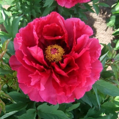 Пион КРАСНЫЙ ГИГАНТ древовидный в Череповце