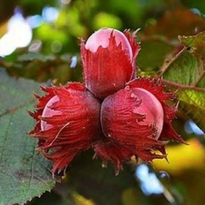 Фундук КРАСНЫЙ ЯНТАРЬ в Череповце