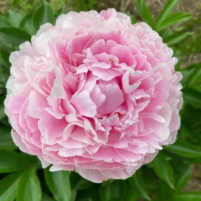 Пион КАТРИН ФОНТЕЙН травянистый в Череповце