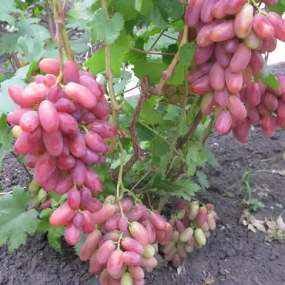 Виноград ЮЛИАН в Череповце