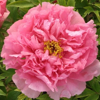 Пион СЕРЕБРИСТЫЙ РУЧЕЙ древовидный в Череповце