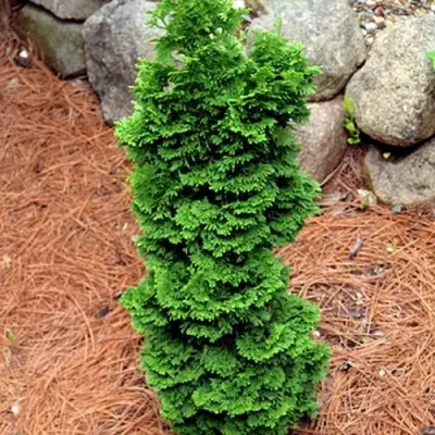 Туя СПИРАЛИС МИНИ западная в Череповце