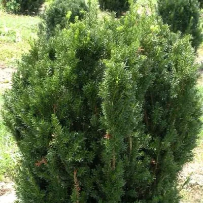 Тис ХИКСИ средний в Череповце