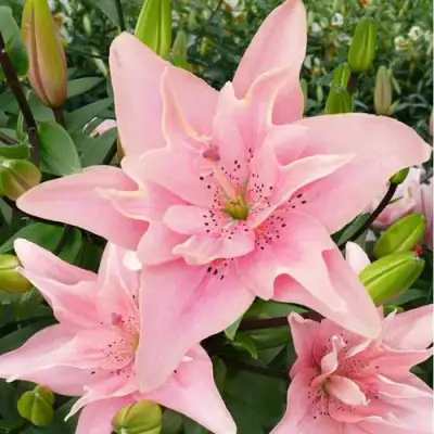 Лилия ЭЛОДИ азиатская махровая в Череповце