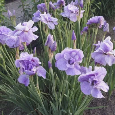 Ирис ИМПЕРИАЛ ОПАЛ сибирский в Череповце