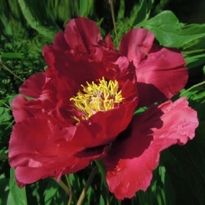 Пион КРАСНЫЙ ЛОТОС древовидный в Череповце