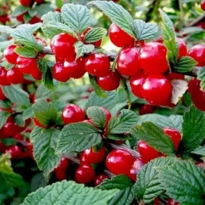 Вишня ВОСТОРГ войлочная в Череповце