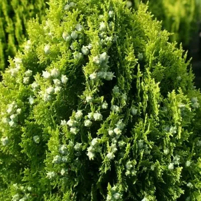 Туя восточная в Череповце