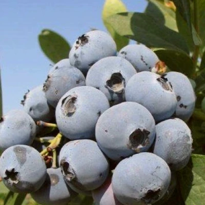 Голубика ЦУКЕР ТРАУБЕ в Череповце