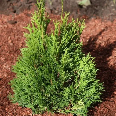 Туя МИКИ западная в Череповце