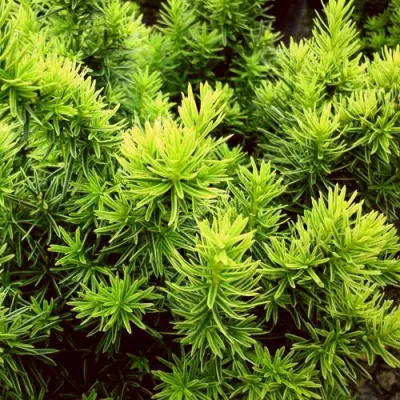 Тис ДАВИД ягодный в Череповце