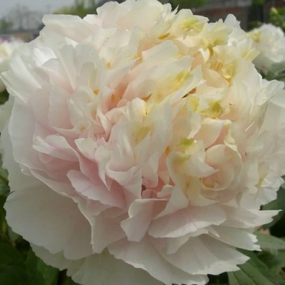 Пион ЗОЛОТОЙ ИЗУМРУД древовидный в Череповце