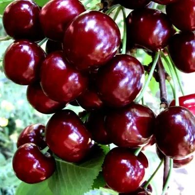 Черешня ОЛЕНЬКА в Череповце