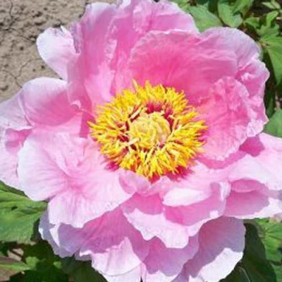 Пион МАРАМАЦУ-ЗАКУРА древовидный в Череповце