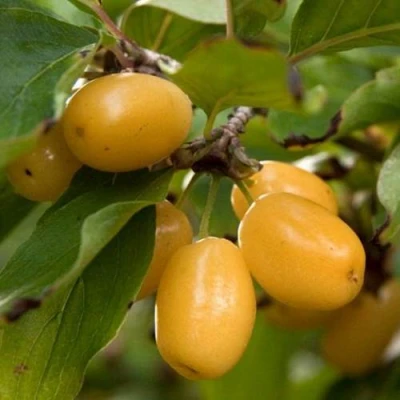 Кизил ЯНТАРНЫЙ в Череповце