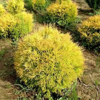 Туя ГЛОБОЗА АУРЕА западная в Череповце