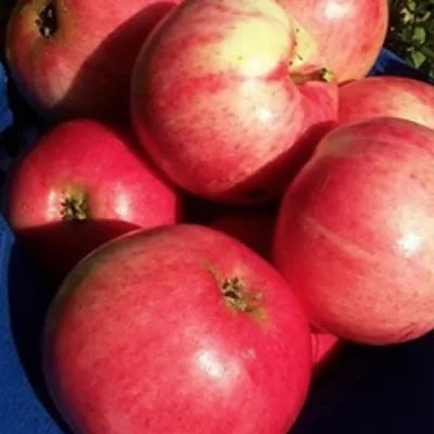 Яблоня СУЙСЛЕПСКОЕ (МАЛИНОВКА) в Череповце