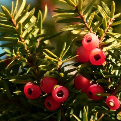 Тис ЭЛЕГАНТИССИМА ягодный в Череповце