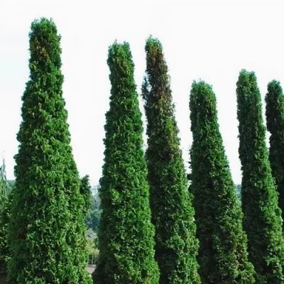 Туя ДЕГРУТ СПАЙР западная в Череповце