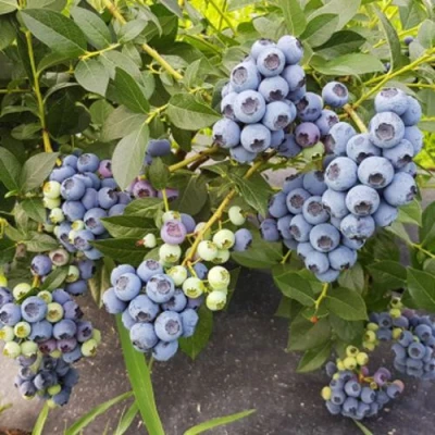 Голубика ОСОРНО в Череповце