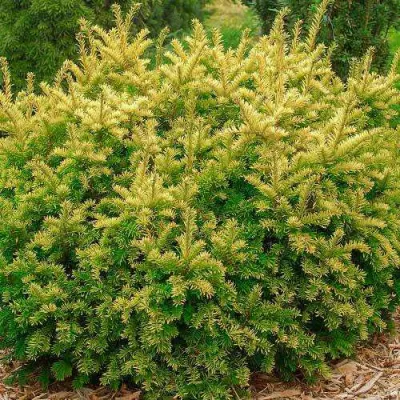 Тис ЭЛЕГАНТИССИМА ягодный в Череповце