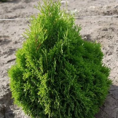 Туя МИКИ западная в Череповце