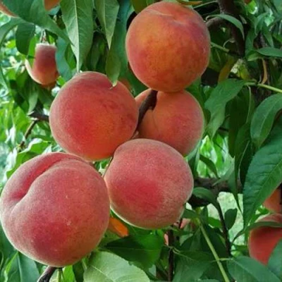 Персик САНКРЕСТ в Череповце