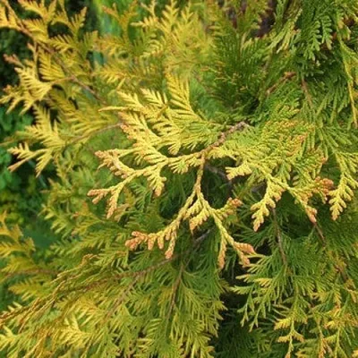 Туя ГОЛДЕН БРАБАНТ западная в Череповце