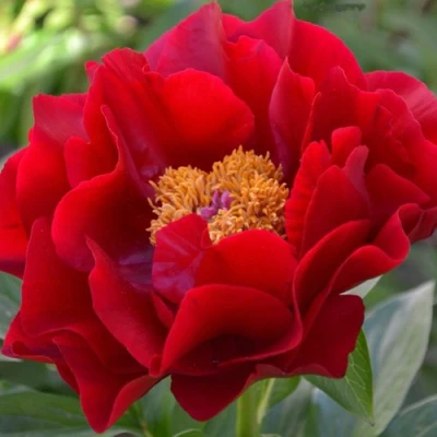 Пион МАКИНАК ГРАНД травянистый в Череповце