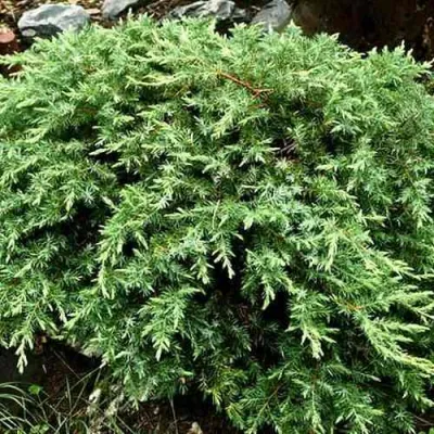 Можжевельник ШЛЯГЕР прибрежный в Череповце