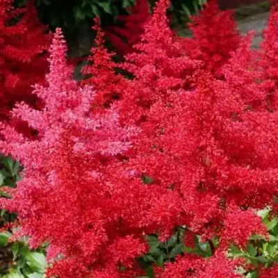 Астильба ЭТНА Арендса в Череповце