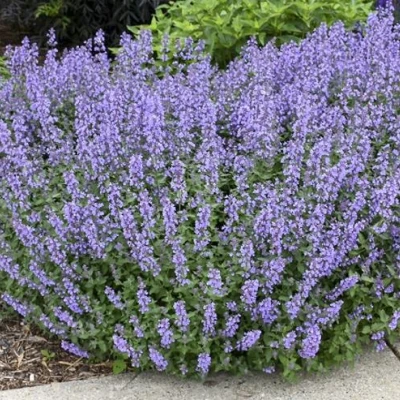 Котовник СИКС ХИЛЛС ГИАНТ в Череповце