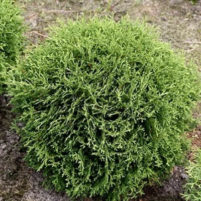 Туя ТИНИ ТИМ западная в Череповце