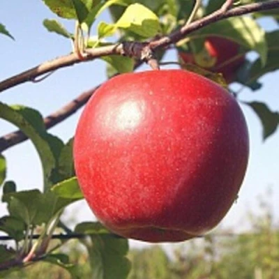 Яблоня ЛИГОЛ в Череповце