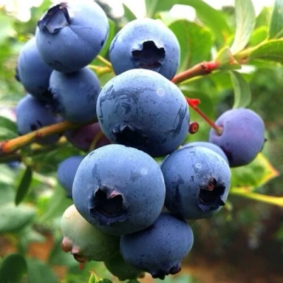 Голубика ДЮК в Череповце