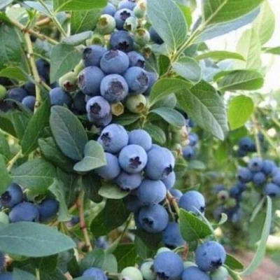 Голубика ЭЛЛИОТ в Череповце