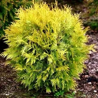 Туя ГЛОБОЗА АУРЕА западная в Череповце