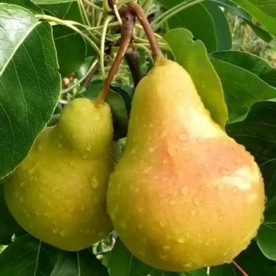 Груша ЛАДА в Череповце