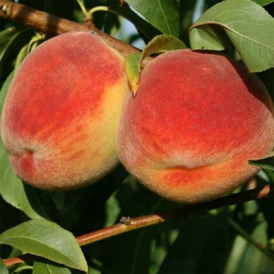 Персик МАРИЯ в Череповце