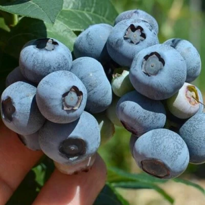 Голубика НЕЛЬСОН в Череповце