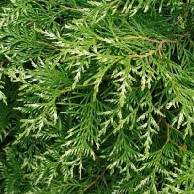 Туя СМАРАГД ВАРИЕГАТА западная в Череповце